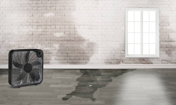 Water damage restoration mold remediation in Belding, MI
