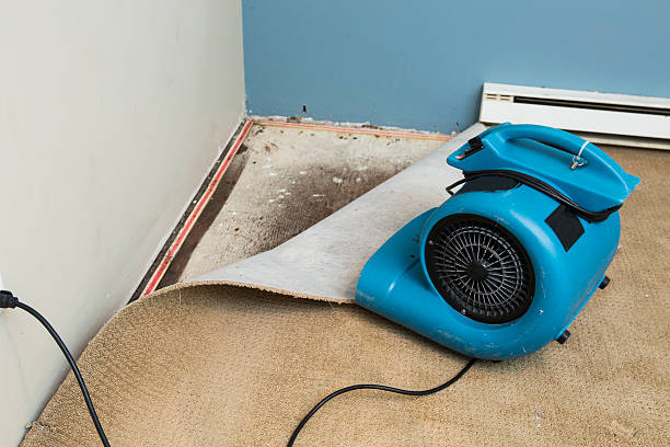Best Professional water damage repair  in Belding, MI